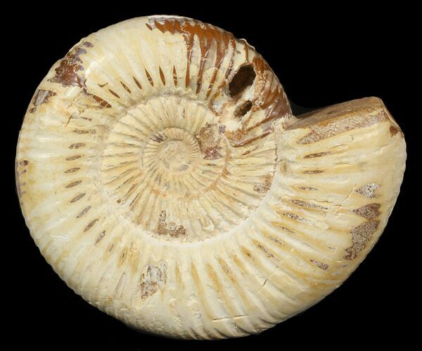 Perisphinctes Ammonite - Jurassic #46884
